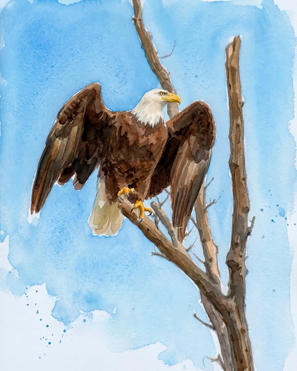 The Mantle watercolor fine art print of a bald eagle with wings fully spread mantling by Deborah Heinlen