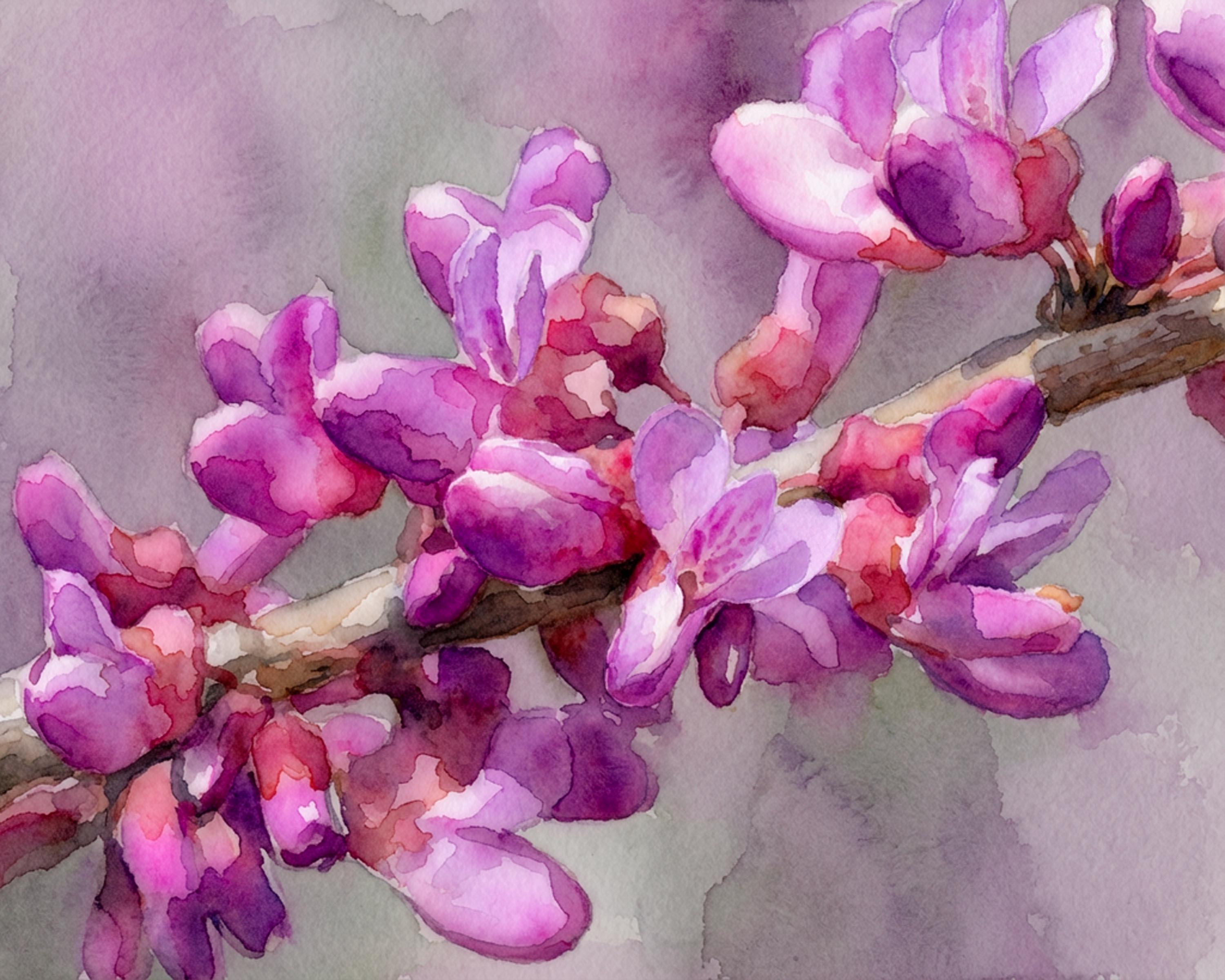 Redbuds in Bloom watercolor fine art print of Eastern Redbud blossoms in Cincinnati spring by Deborah Heinlen