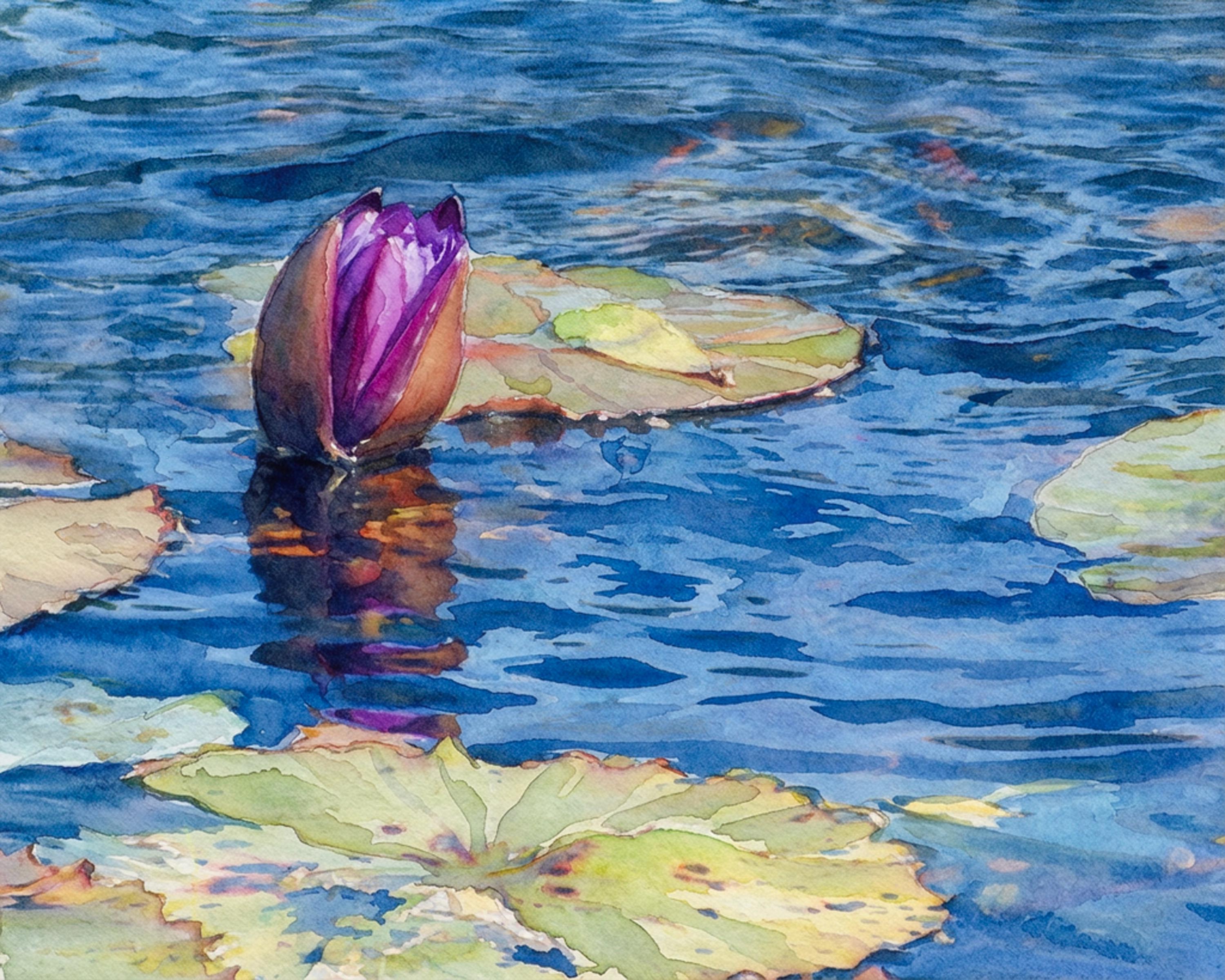 Waterlily in Bloom watercolor fine art print of a purple water lily bud at the Dallas Arboretum by Deborah Heinlen