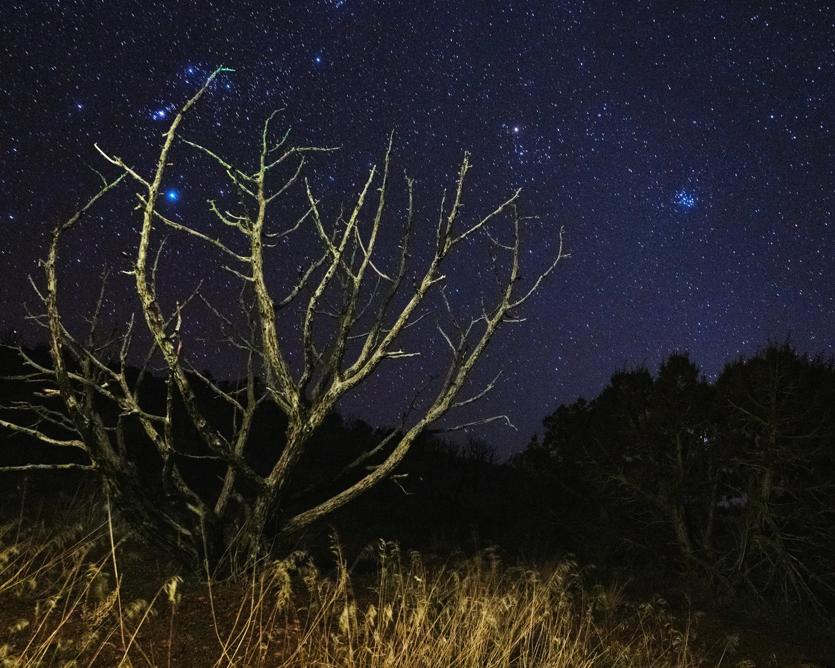 The original night photograph behind Night Watch, a bare tree beneath a starry sky, by Deborah Heinlen