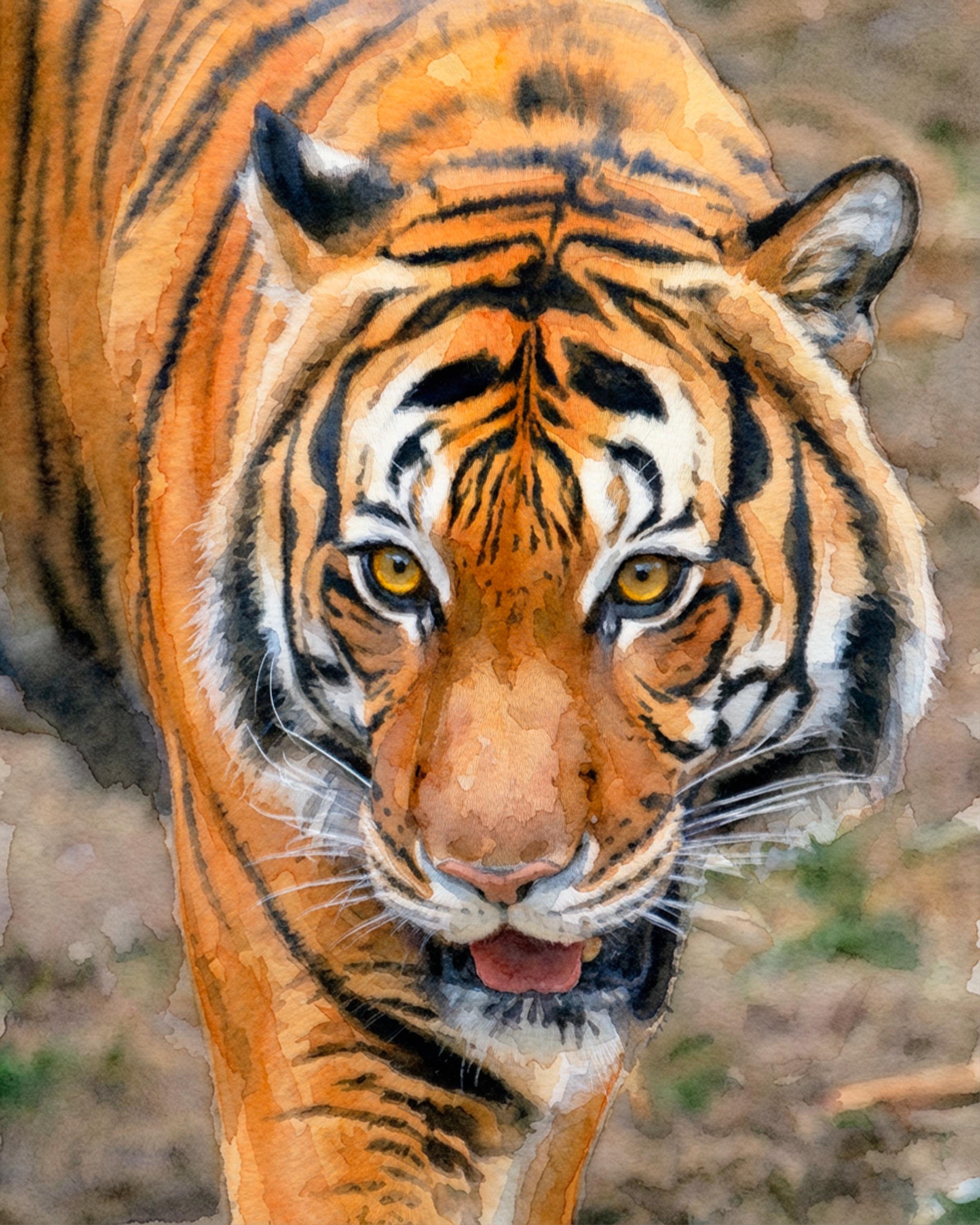 Focused Intent watercolor fine art print of a Bengal tiger walking toward the viewer by Deborah Heinlen